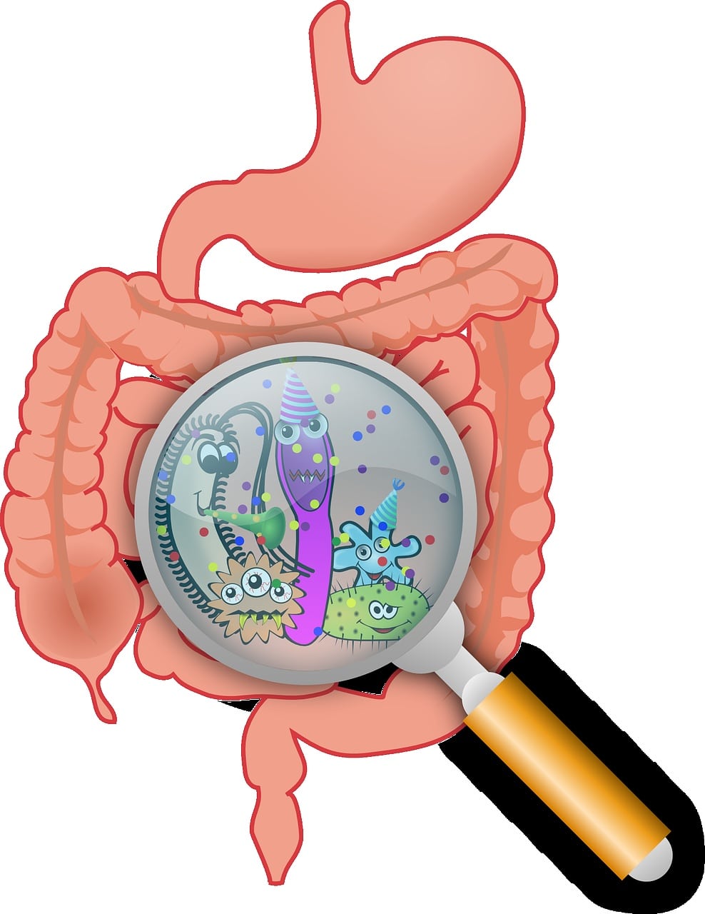 anatomy, bacteria, bacterium